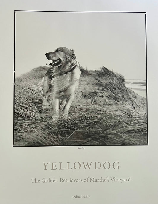 Yellow Dog® Fine Art Print: Golden Retriever Dune Dog